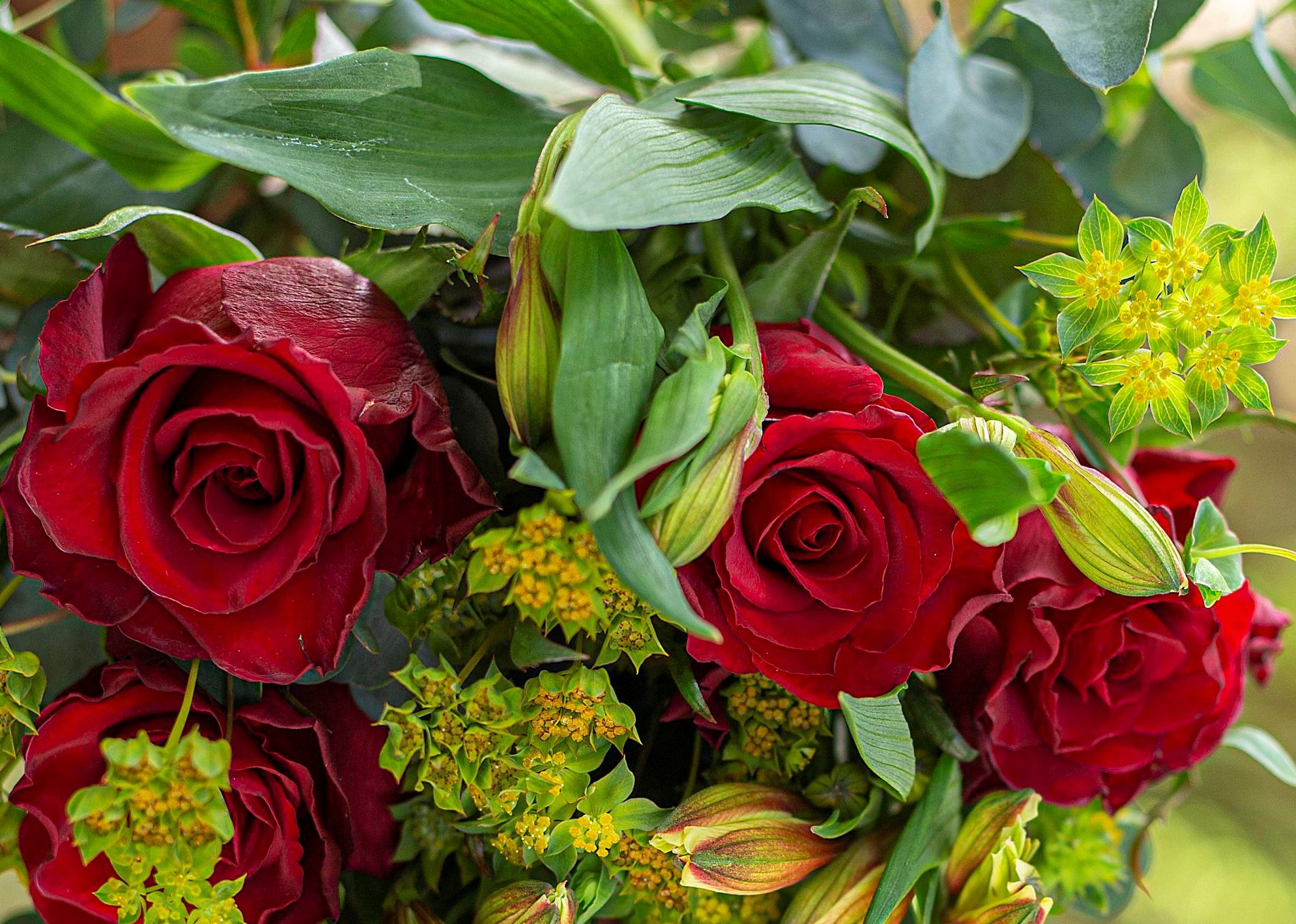 Premium red roses prepared for international flower markets