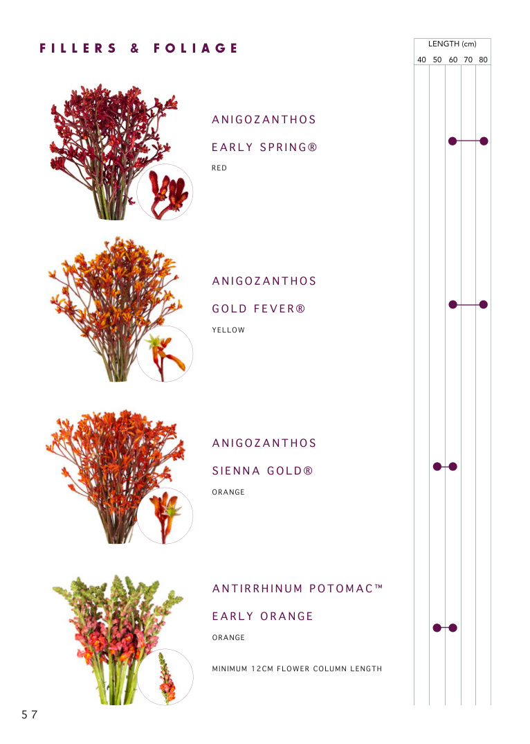 Fillers and foliage